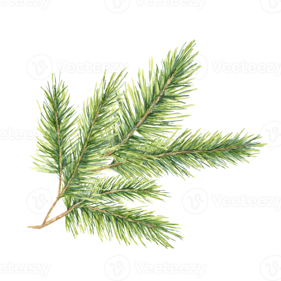A green spruce branch with fine, detailed needles. Fir, pine, cedar watercolor clipart. This illustration works well for holiday gift wrap, natural product branding, and winter wedding stationery png
