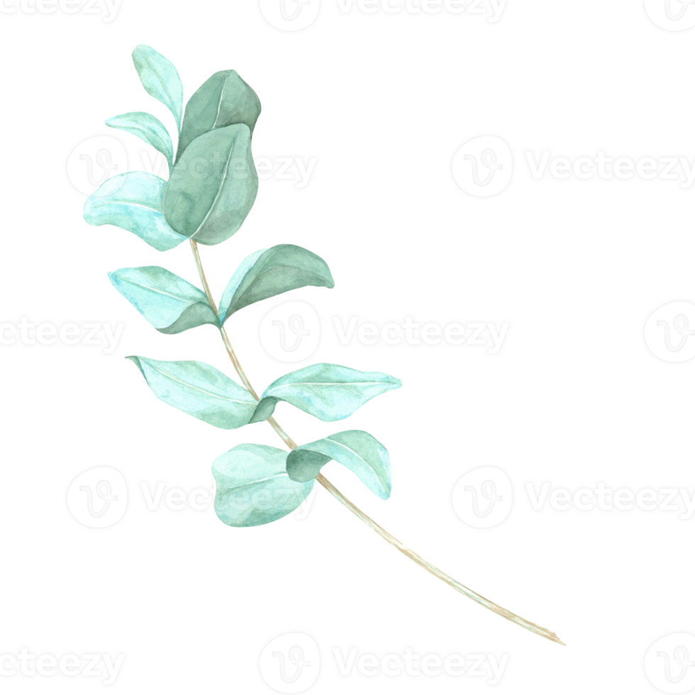 Eucalyptus stem with gently overlapping green leaves. True blue eucalyptus twig watercolor clipart. Isolated Botanical illustration for use in organic product branding, book covers, or website design png
