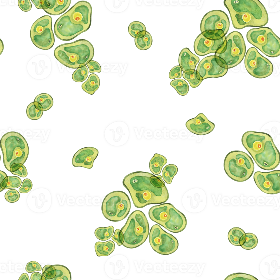Green Chlorella algae cells. Watercolor seaweed seamless pattern clipart. Ideal for creating designs related to health supplements, eco-friendly products, or educational infographics on algae png