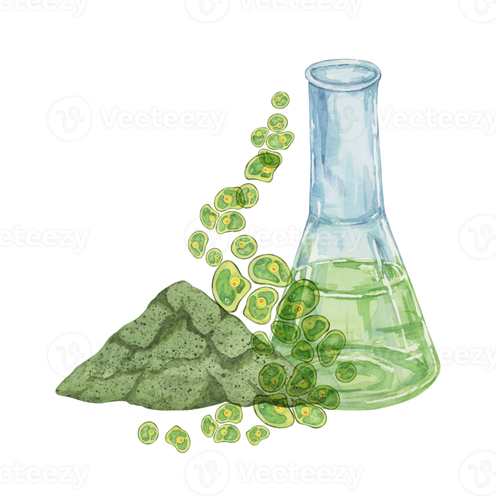 Lab flask with green Chlorella algae cells and algae powder. Seaweed superfood clipart suitable for wellness product packaging, green branding, or educational materials on algae and nutrition png