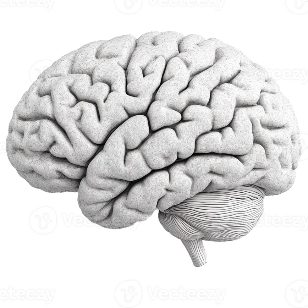Grey Brain on transparent background png