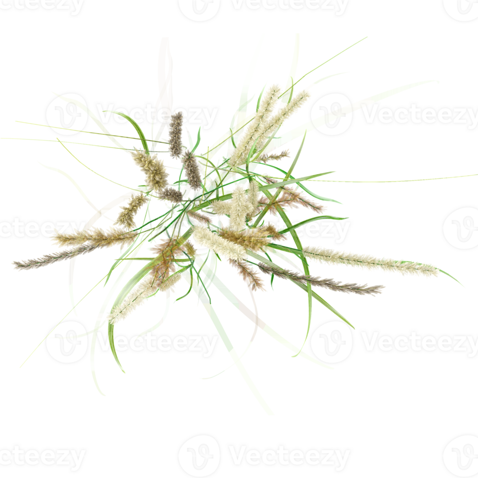 3d Rendering Of Meadow rice grass on Transparent Canvas from the top view png