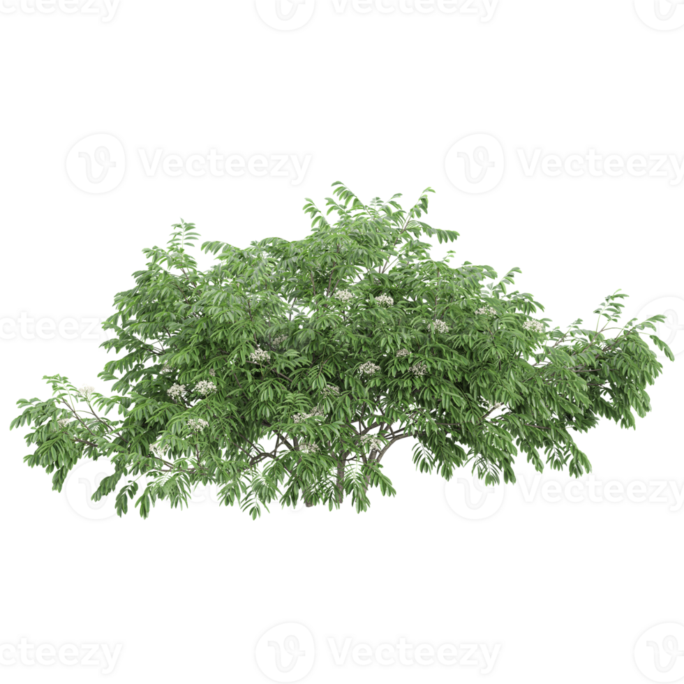 collection of Chinese Elderberry plants with realistic style png