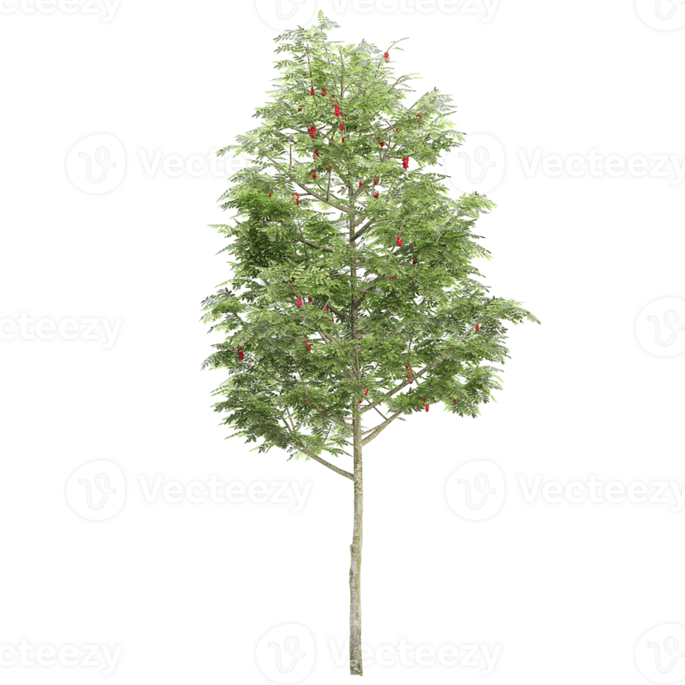 3d illustration of Rowan trees isolated on transparent Canvas png