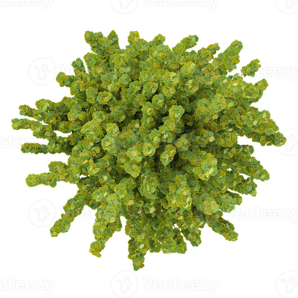 3d illustration of Fagus sylvatica dawyck plants isolated on transparent canvas from top view png
