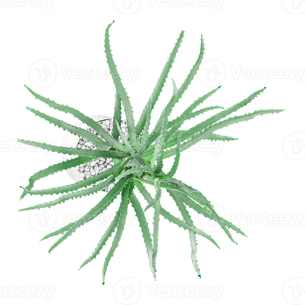 top view of aloe plant in pot isolated canvas png