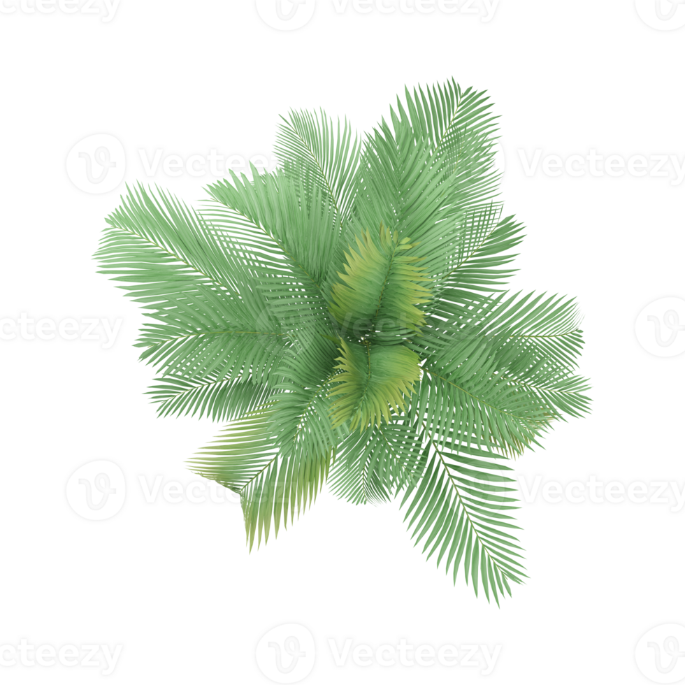 3d illustration of Areca palm trees isolated on transparent Canvas from top view png