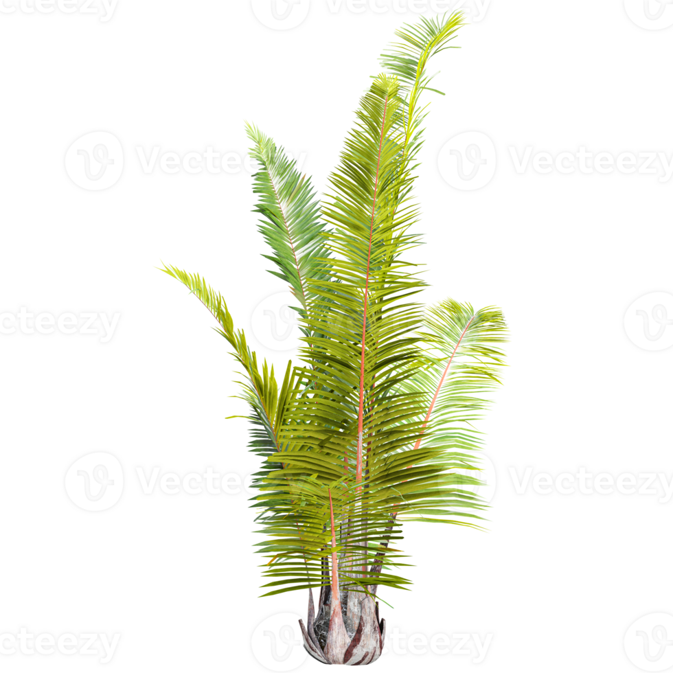 3d illustration of Raphia farinifera trees isolated on transparent Canvas png