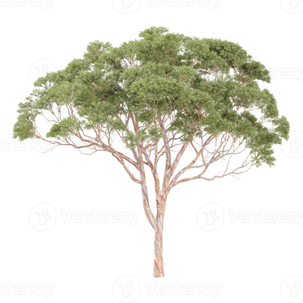 Collection of Eucalyptus tree isolated on transparent Canvas png