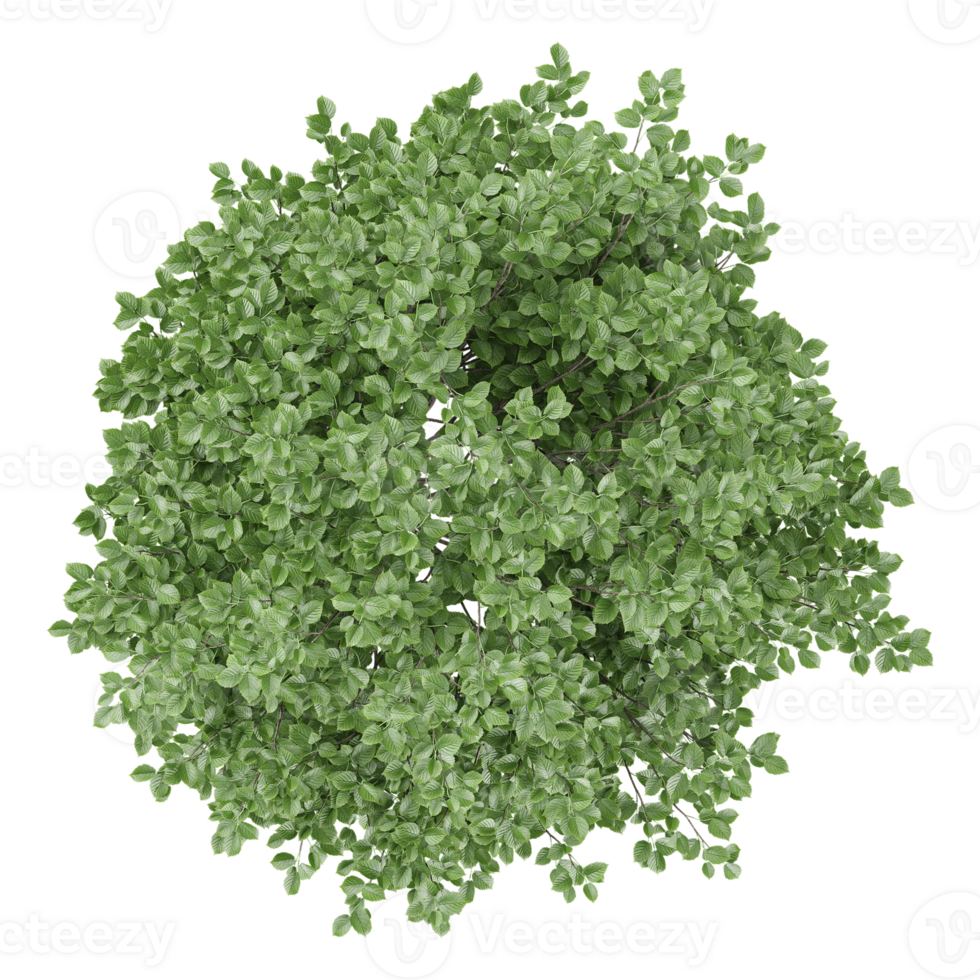 collection of Crenata plants with realistic style from top view png