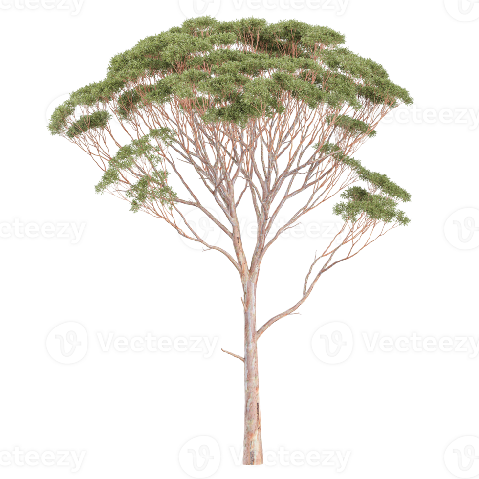 3d rendering of Eucalyptus tree isolated on transparent Canvas png