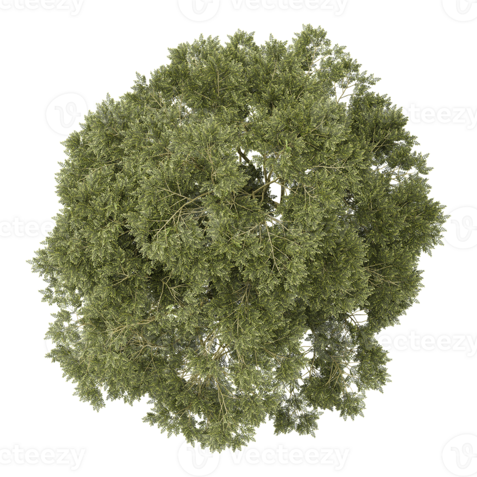 3d illustration of Australian Eucalyptus trees isolated on transparent Canvas from top view png