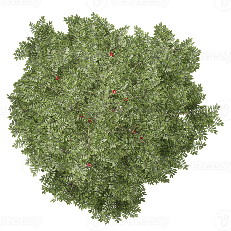 3d rendering of Rowan tree isolated on transparent Canvas from th top view png