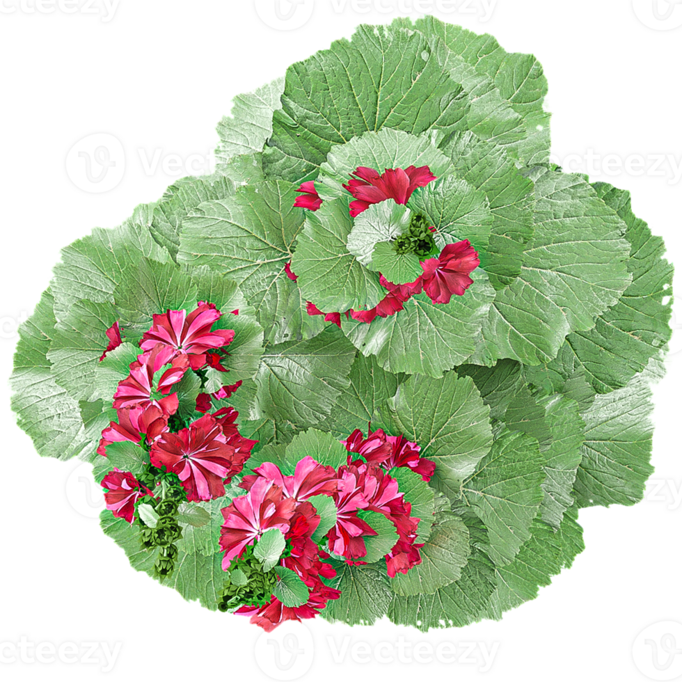 3d Rendering Zonal geranium flower plant in pot With Transparent Canvas from the top view png