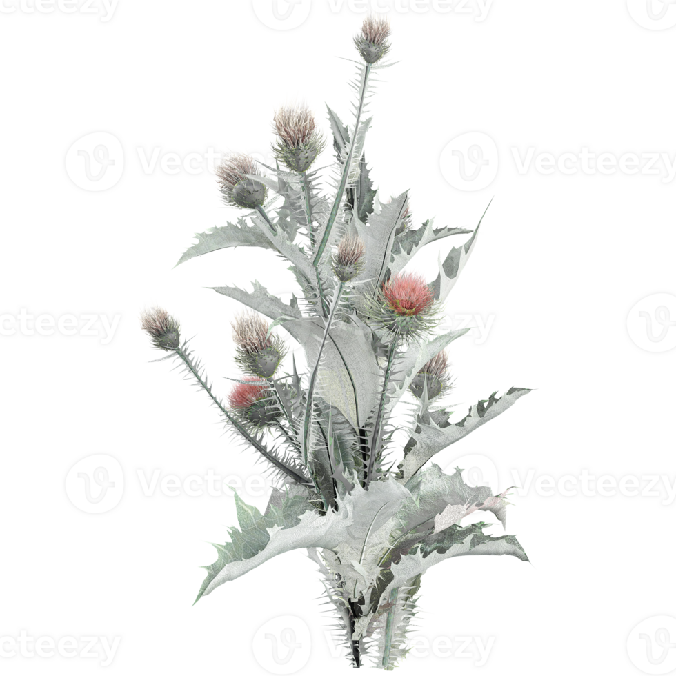 3d illustration of Thistle isolated on transparent canvas png