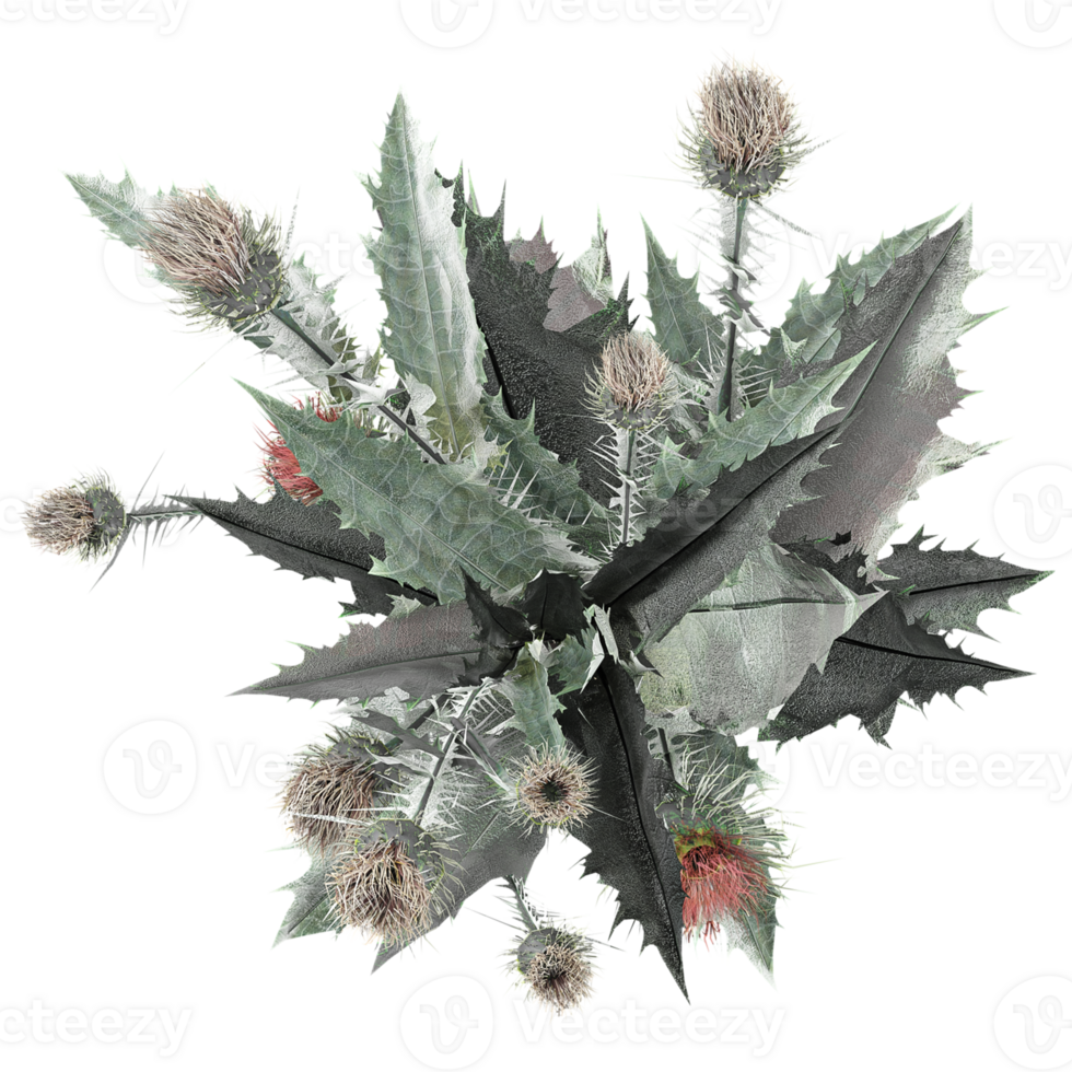 3d illustration of Thistle isolated on transparent canvas from top view png