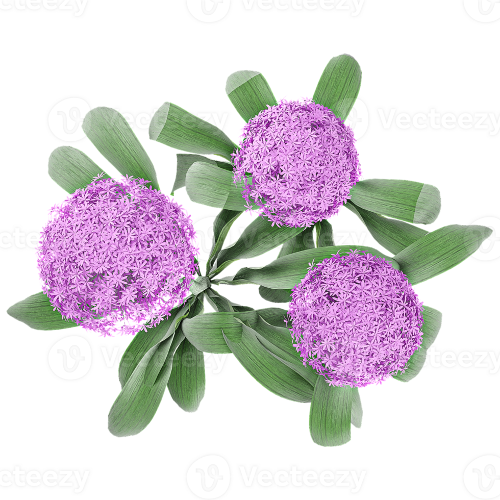 3d illustration of Giant Allium plants isolated on transparent canvas from top view png