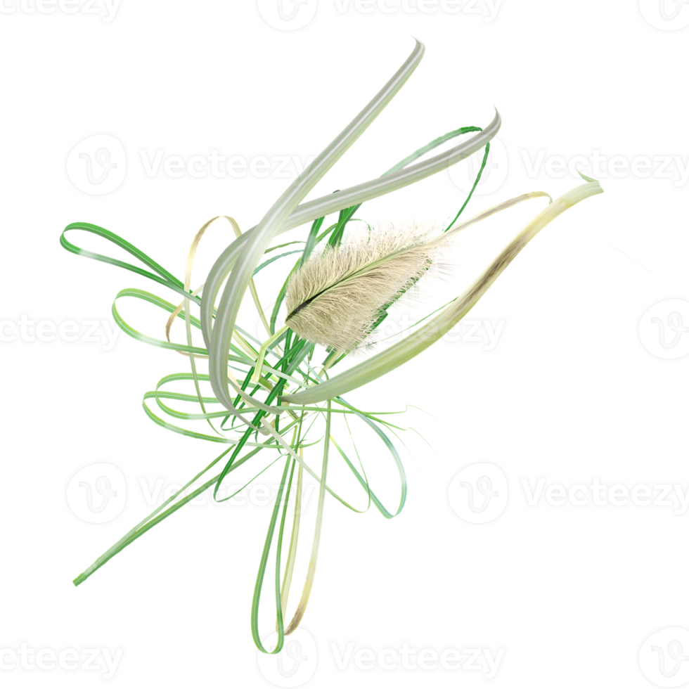 set of cortaderia jubata grass isolated on transparent Canvas from the top view png