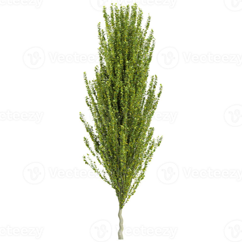 3d illustration of Fagus sylvatica dawyck plants isolated on transparent canvas png