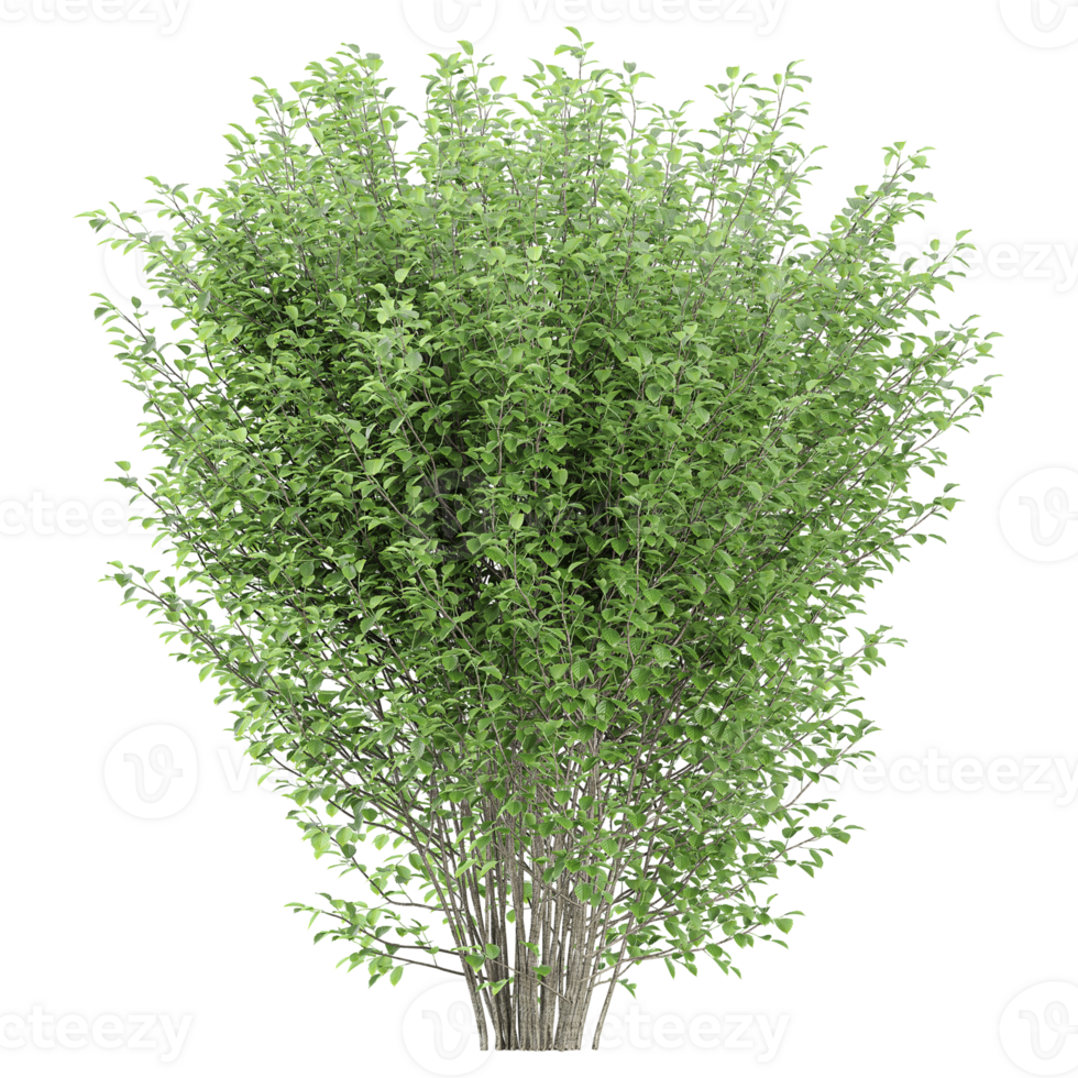 3d illustration of Crenata plants isolated on transparent canvas png