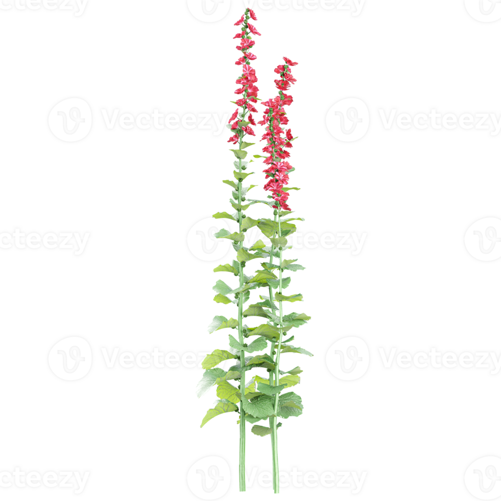 3d Rendering Zonal geranium flower plant in pot With Transparent Canvas png