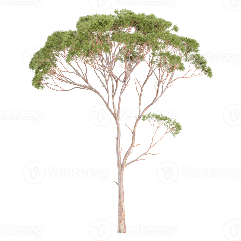 3d illustration of Eucalyptus tree isolated on transparent Canvas png