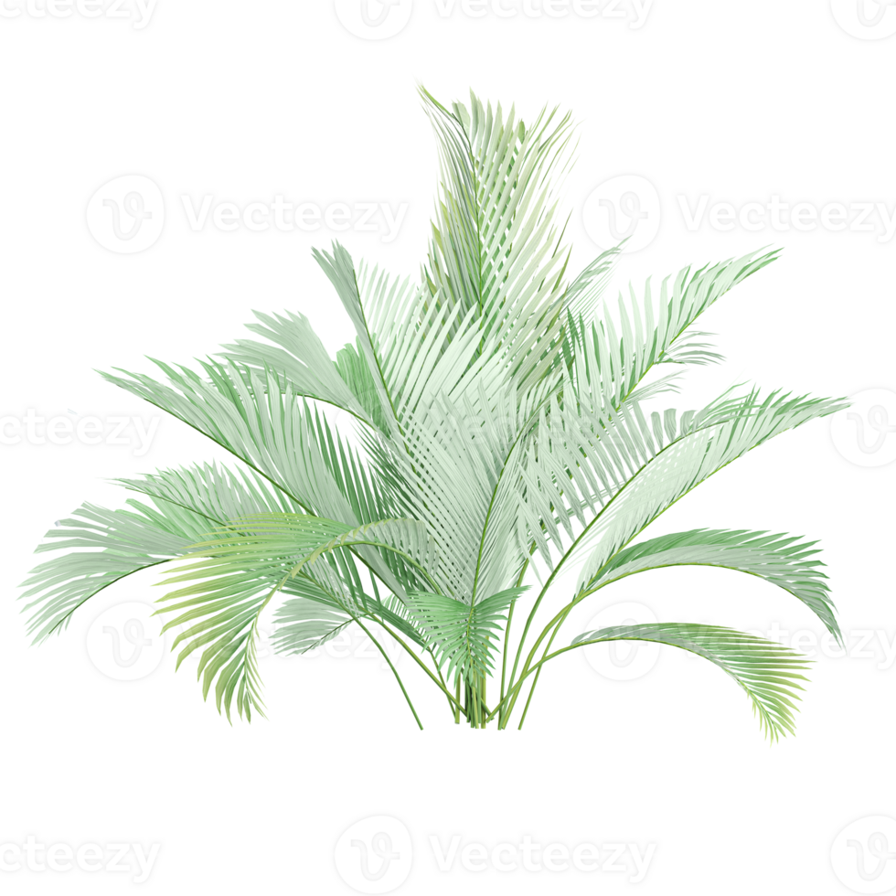 3d illustration of Areca palm trees isolated on transparent Canvas png