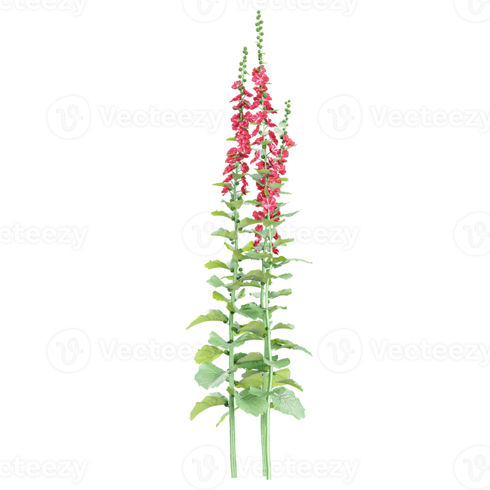 Collection of Zonal geranium plant isolated on transparent Canvas png