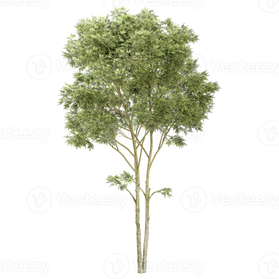 3d rendering of Australian Eucalyptus tree isolated on transparent Canvas png