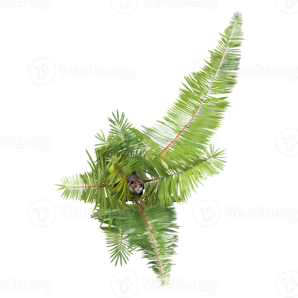 3d illustration of Raphia farinifera trees isolated on transparent Canvas from top view png
