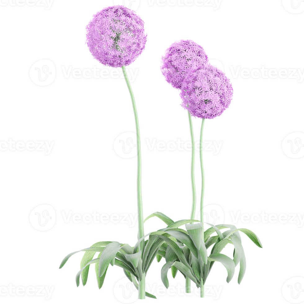3d illustration of Giant Allium plants isolated on transparent canvas png