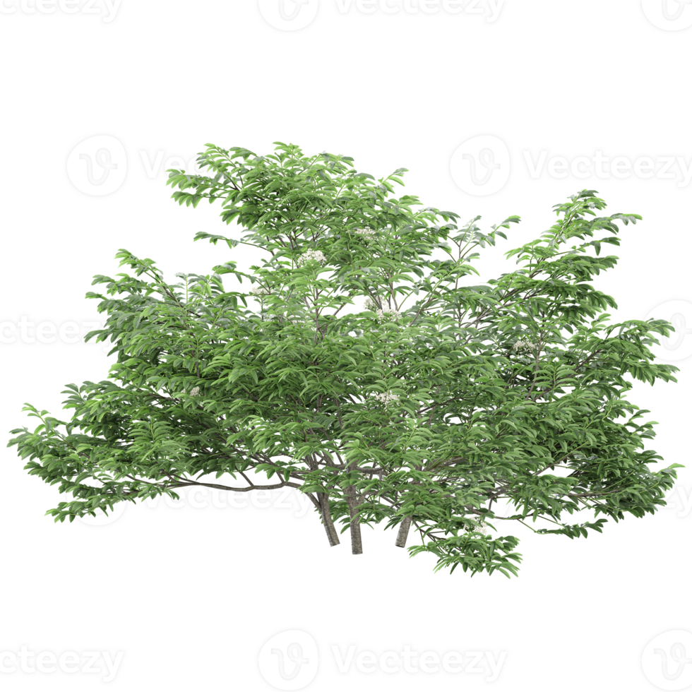 3d illustration of Chinese Elderberry plants isolated on transparent canvas png