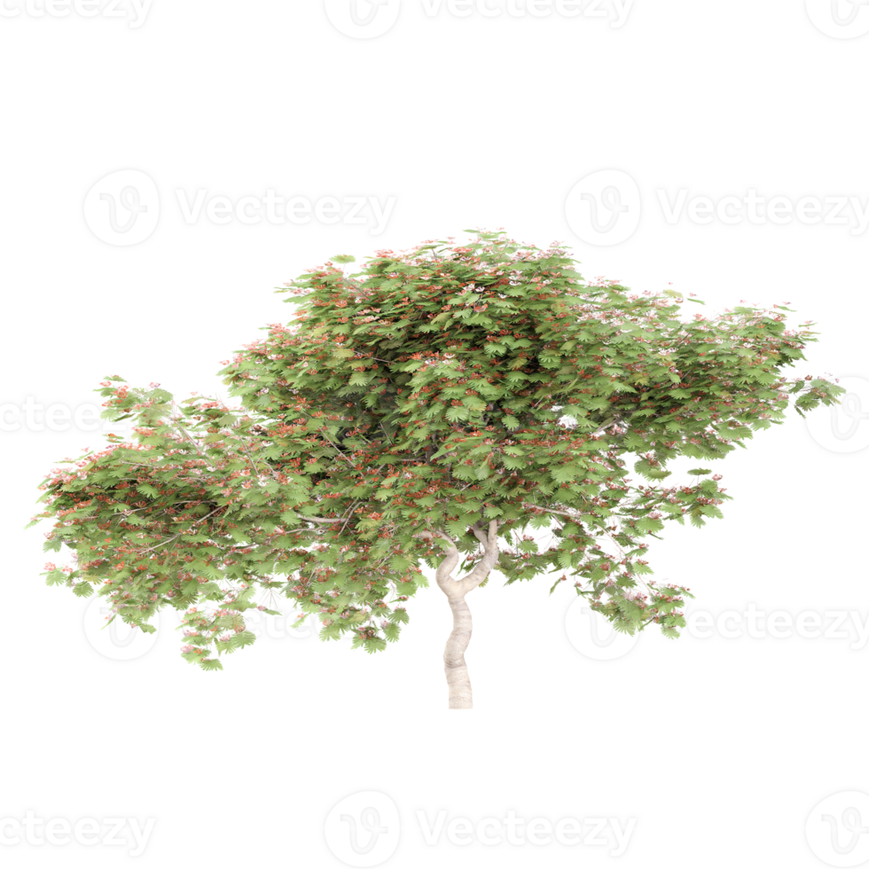 3d Rendering Of Delonix regia tree With Transparent Canvas png