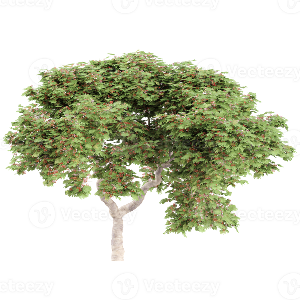 3d rendering of Delonix regia tree isolated on transparent Canvas png