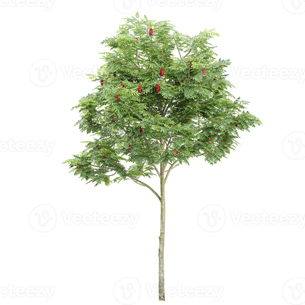 Green Rowan Tree isolated on transparent Canvas png