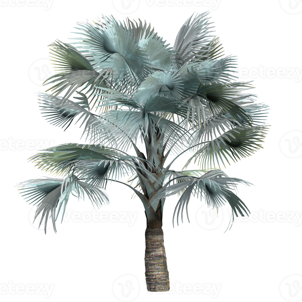 3d Rendering Bismarck palm tree in pot With Transparent Canvas png