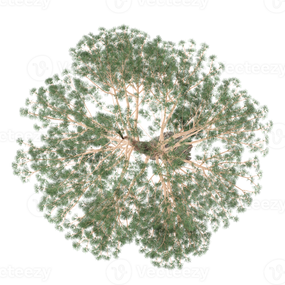 Collection of Eucalyptus tree isolated on transparent Canvas from the top view png