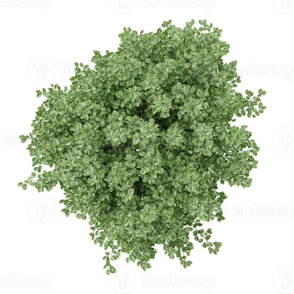 3d illustration of Crenata plants isolated on transparent canvas from top view png