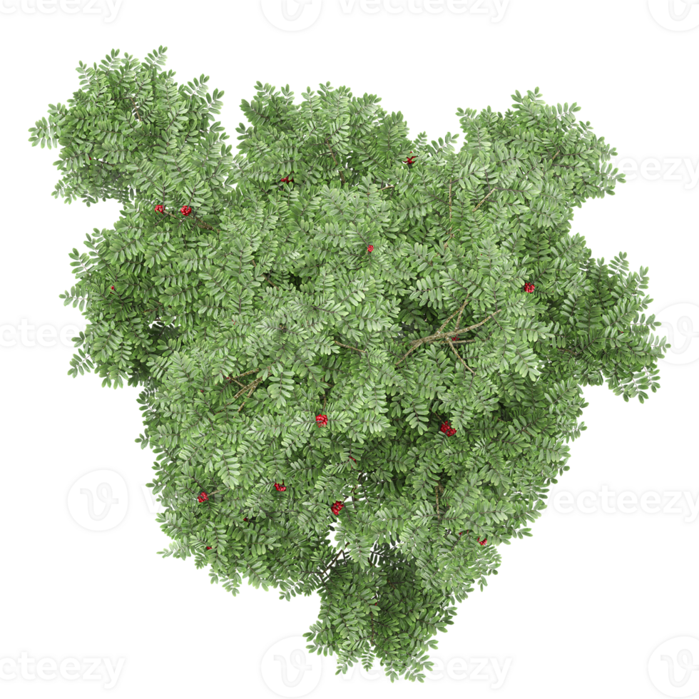 Isolated tropical Rowan plant on transparent Canvas from top view png