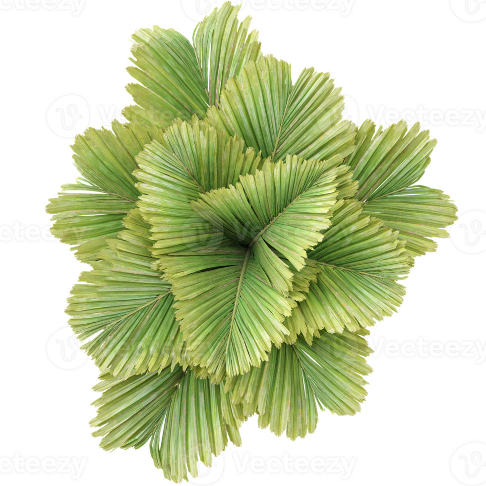3d illustration of Betel Nut Tree isolated on transparent Canvas from top view png