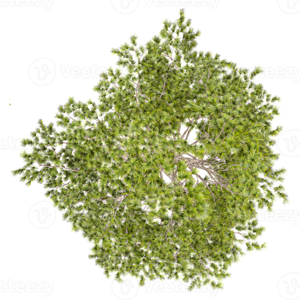 Green Loblolly pine Tree isolated on transparent Canvas from top view png
