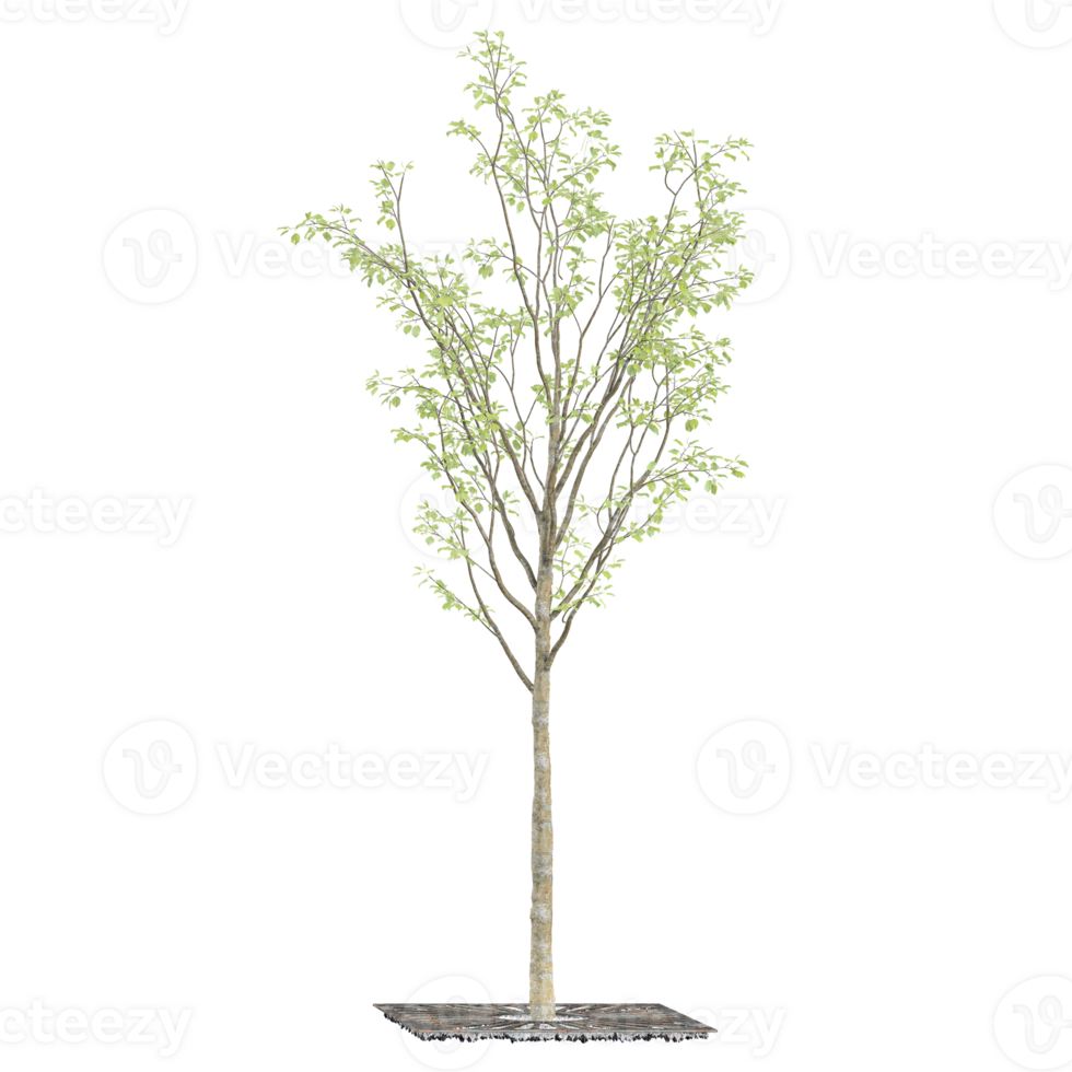 3d illustration of Himalayan Birch tree isolated on transparent canvas png