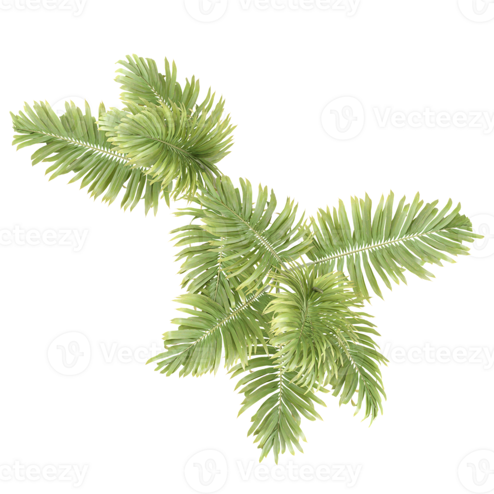 3d rendering of Betel Nut Tree isolated on transparent Canvas from the top view png