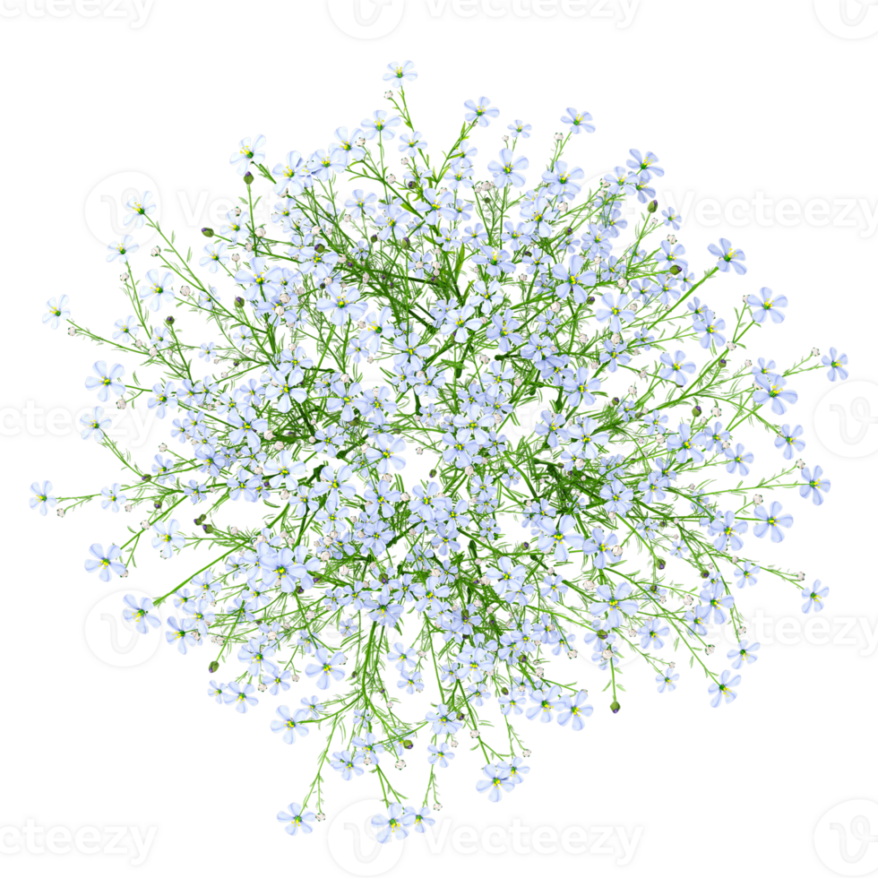 3d illustration of Lewisia Brachycalyx flower plant isolated on transparent canvas from top view png