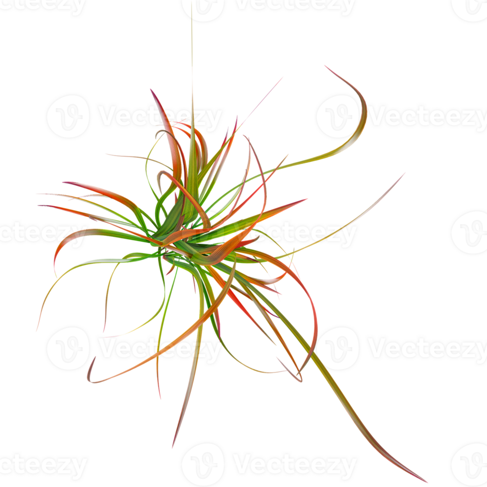 Collection of Tufted Grass isolated on transparent Canvas from the top view png