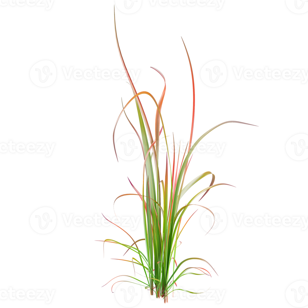 Collection of Tufted Grass isolated on transparent Canvas png