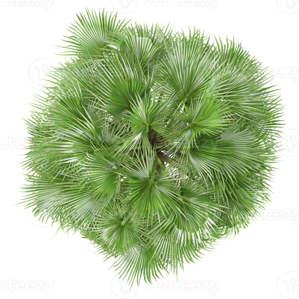 collection of Washingtonia filifera palm with realistic style from top view png