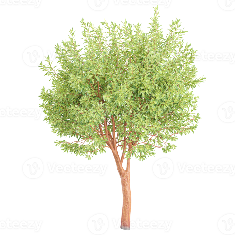 3d rendering of American Beech Plant isolated on transparent Canvas png