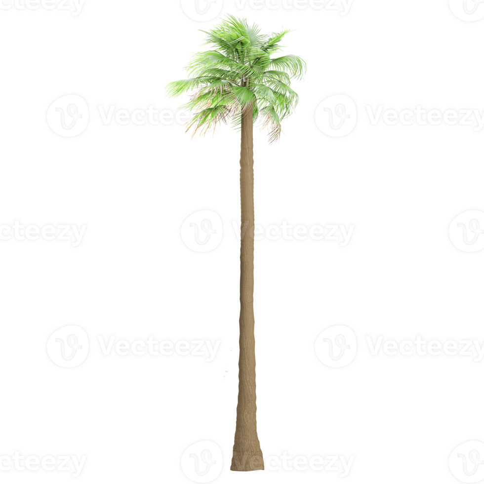 Green Washingtonia filifera palm isolated on Canvas png