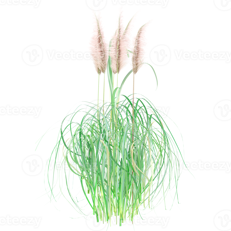 Collection of cortaderia jubata grass isolated on transparent Canvas png